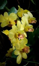 Close-up of yellow flowers