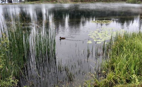 Swans swimming in lake