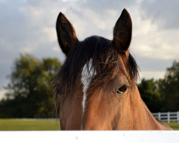 Close-up of horse in ranch against sky