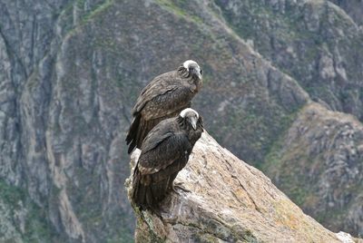 Bird perching on rock