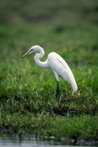 Close-up of egret on field