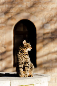 Cat looking away