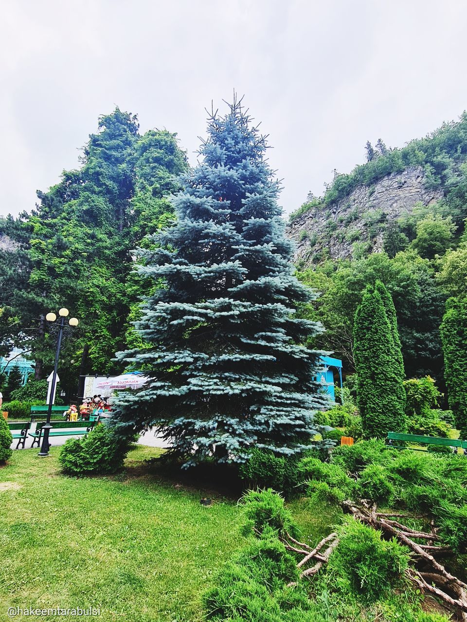 plant, tree, nature, green, sky, growth, coniferous tree, beauty in nature, pinaceae, pine tree, land, day, environment, grass, tranquility, flower, no people, cloud, spruce, scenics - nature, outdoors, fir, forest, garden, landscape, tranquil scene, non-urban scene, pine woodland, christmas tree, foliage