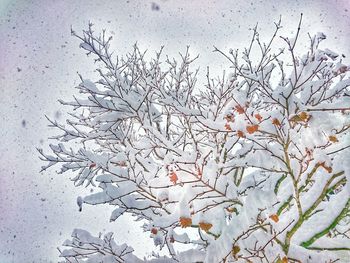 Close-up of dead tree against sky