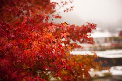 Close-up of maple tree during autumn
