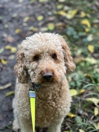 Close-up of dog