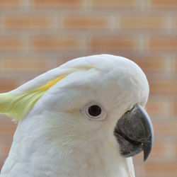 Close-up of a bird