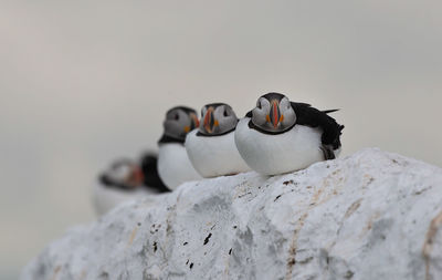 High angle view of birds on snow