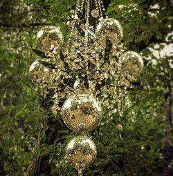 Close-up of tree trunk