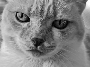 Close-up portrait of cat