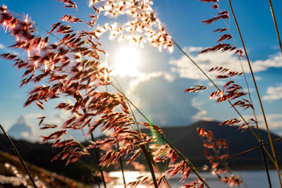 Low angle view of plants against sky on sunny day