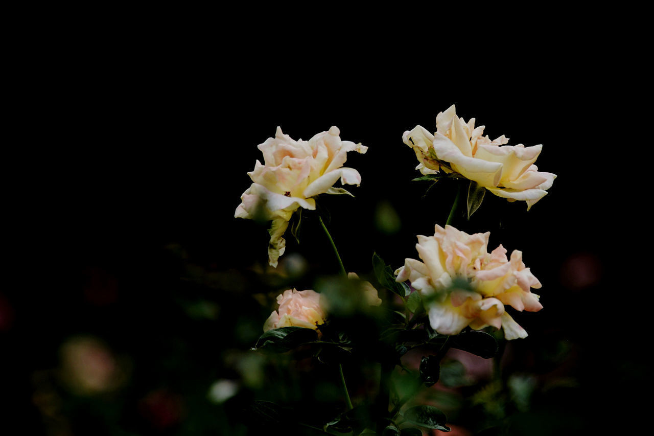 CLOSE-UP OF WHITE ROSE AGAINST BLACK BACKGROUND