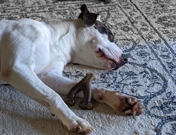 High angle view of a dog sleeping