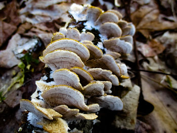 Close-up of mushrooms growing on land