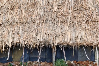 Panoramic shot of plants on roof of building