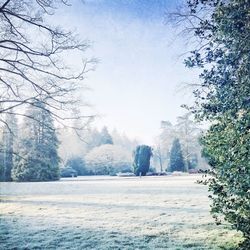 Bare trees on snow covered landscape