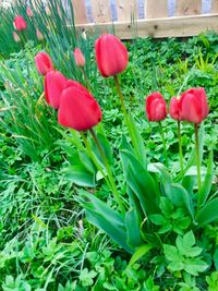 Close-up of red flowers blooming outdoors