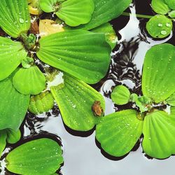 High angle view of raindrops on leaves floating on lake