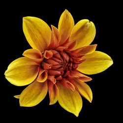 Close-up of yellow flower against black background