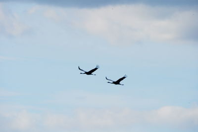 Low angle view of birds flying in sky
