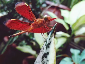 Close-up of butterfly on plant