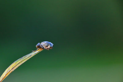 Close-up of frog on leaf