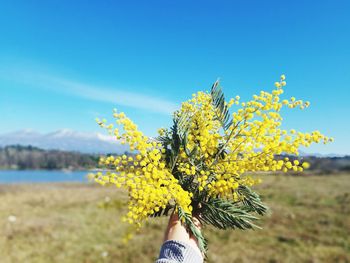 Close-up of yellow flowers on field against clear sky