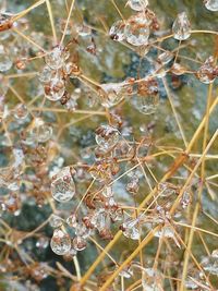 Close-up of spider on web