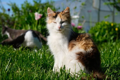 Cat relaxing on field