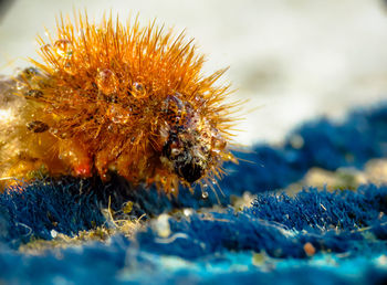 Macro shot of bee on flower