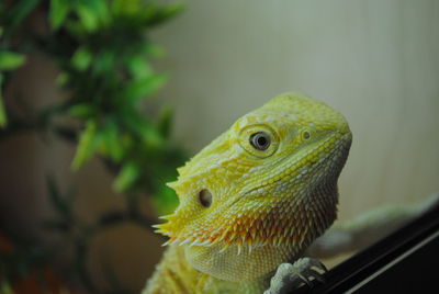 Close-up of bearded dragon on window