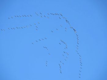 Low angle view of birds against clear blue sky