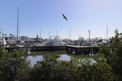 Sailboats in a harbor