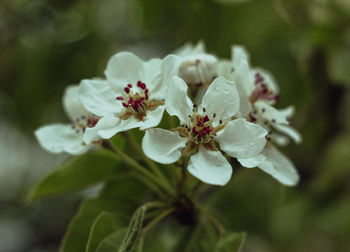 Close-up of white flowering plant