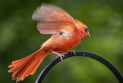 Redwing flapping