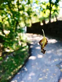 Close-up of grasshopper