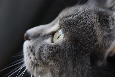 Close-up of cat