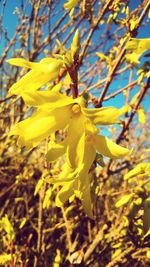 Close-up of yellow flower