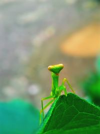 Close-up of insect on leaf