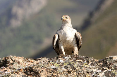 Bird perching on rock