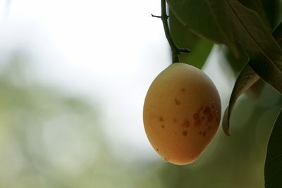 Close-up of fruits growing on tree