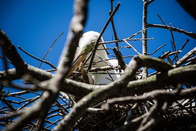 Low angle view of branches against blue sky
