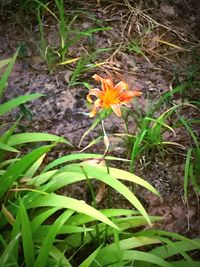 Close-up of yellow flowers blooming in field
