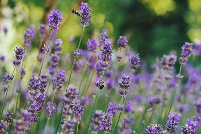 Close-up of butterfly on purple flowering plant in field