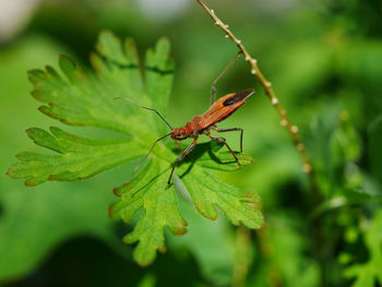 Close-up of insect on leaf