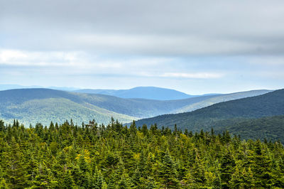 Scenic view of pine trees and mountains against sky