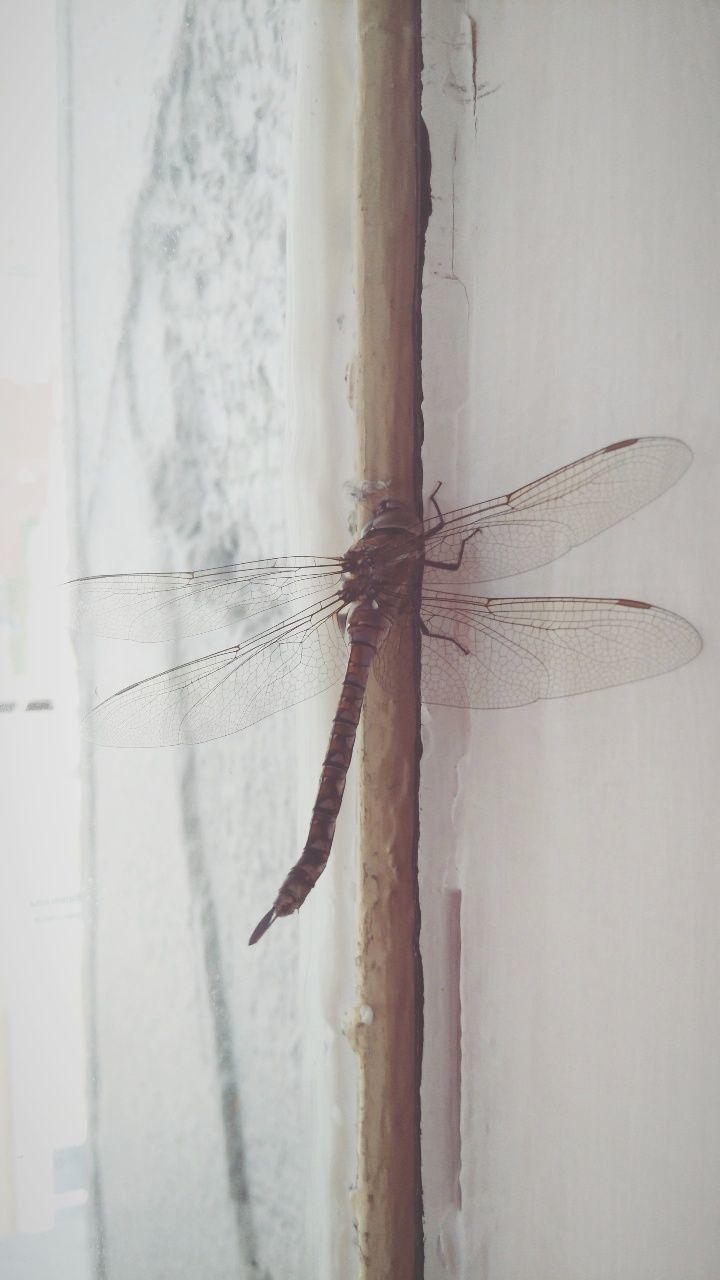 close-up, one animal, invertebrate, animals in the wild, no people, animal themes, insect, animal, animal wildlife, indoors, window, wall - building feature, day, focus on foreground, reflection, animal wing, wood - material, mosquito, table