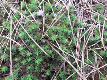 High angle view of plants on field