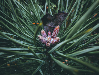 Close-up of flower growing on plant