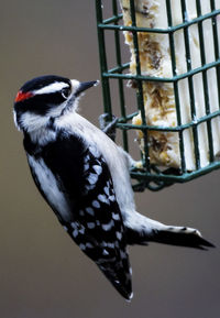 Close-up of bird in cage